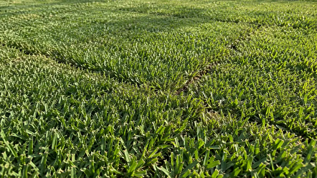 New turfgrass close-up Concept rendering: close-up of dense new turfgrass blades in Nassau County, FL
